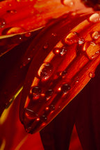flower leaf and water drops Poster och Canvastavla