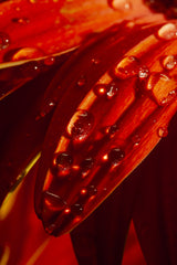 flower leaf and water drops Poster och Canvastavla