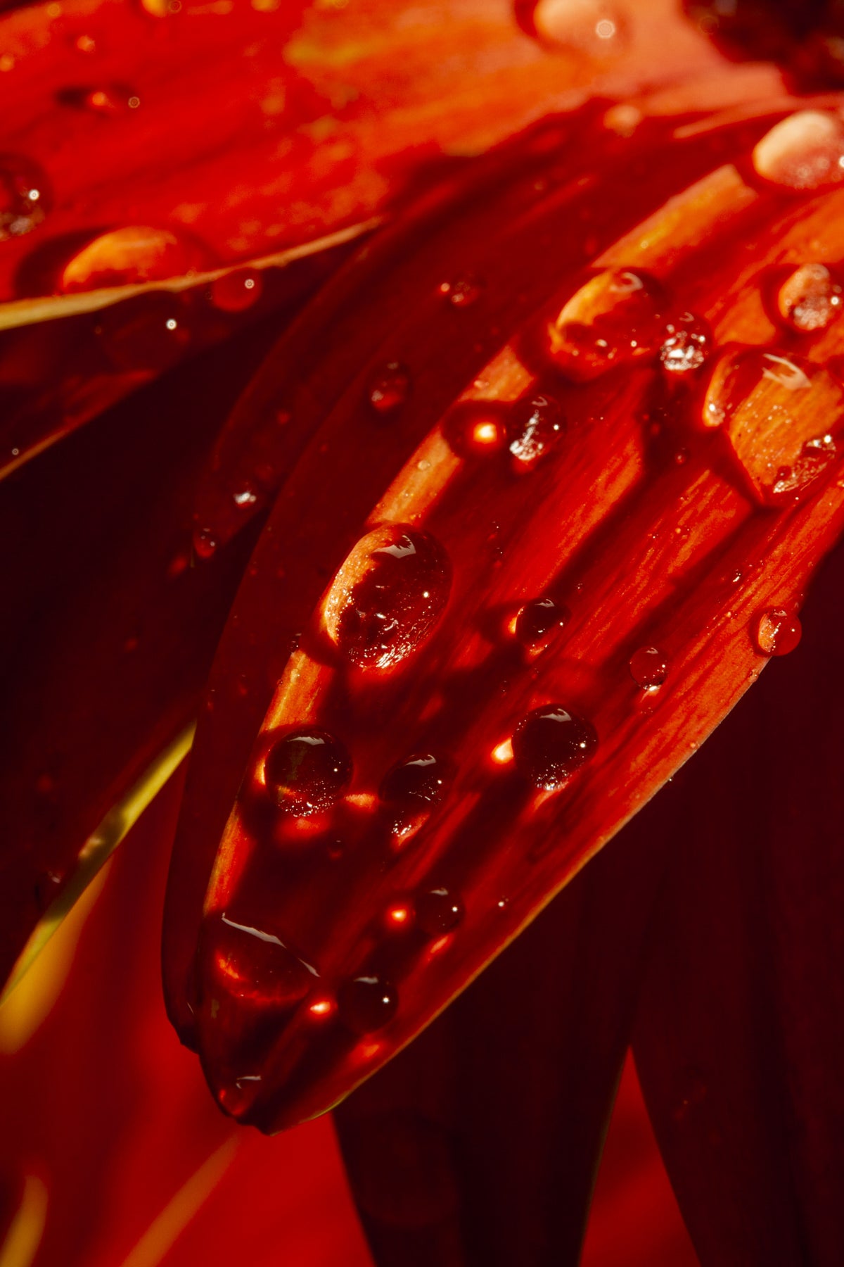 flower leaf and water drops Poster och Canvastavla