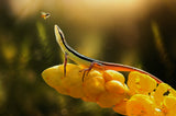 Lizard and bee Poster och Canvastavla