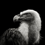 Eurasian Griffon Poster och Canvastavla