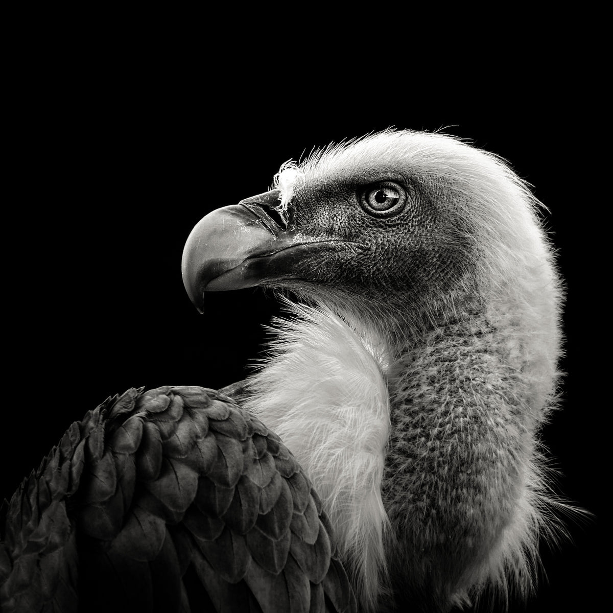 Eurasian Griffon Poster och Canvastavla