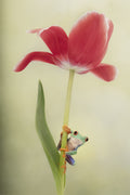 Spring Is Here Poster och Canvastavla