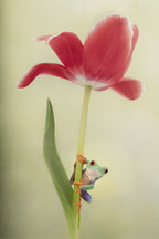 Spring Is Here Poster och Canvastavla