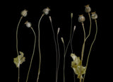 Poppy pods Poster och Canvastavla