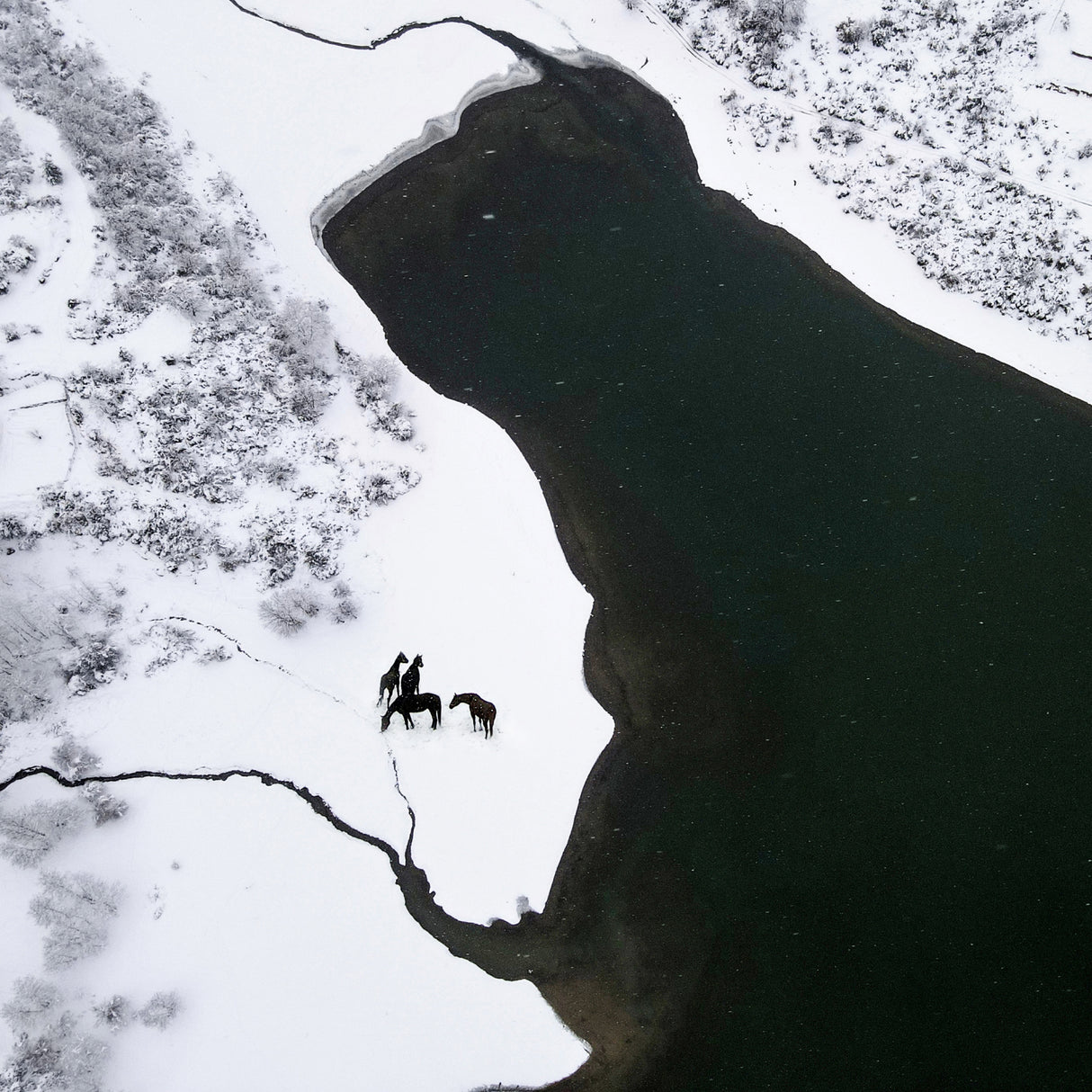 Horses on the snow Poster och Canvastavla