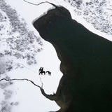 Horses on the snow Poster och Canvastavla