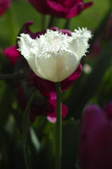 white tulip close up Poster och Canvastavla