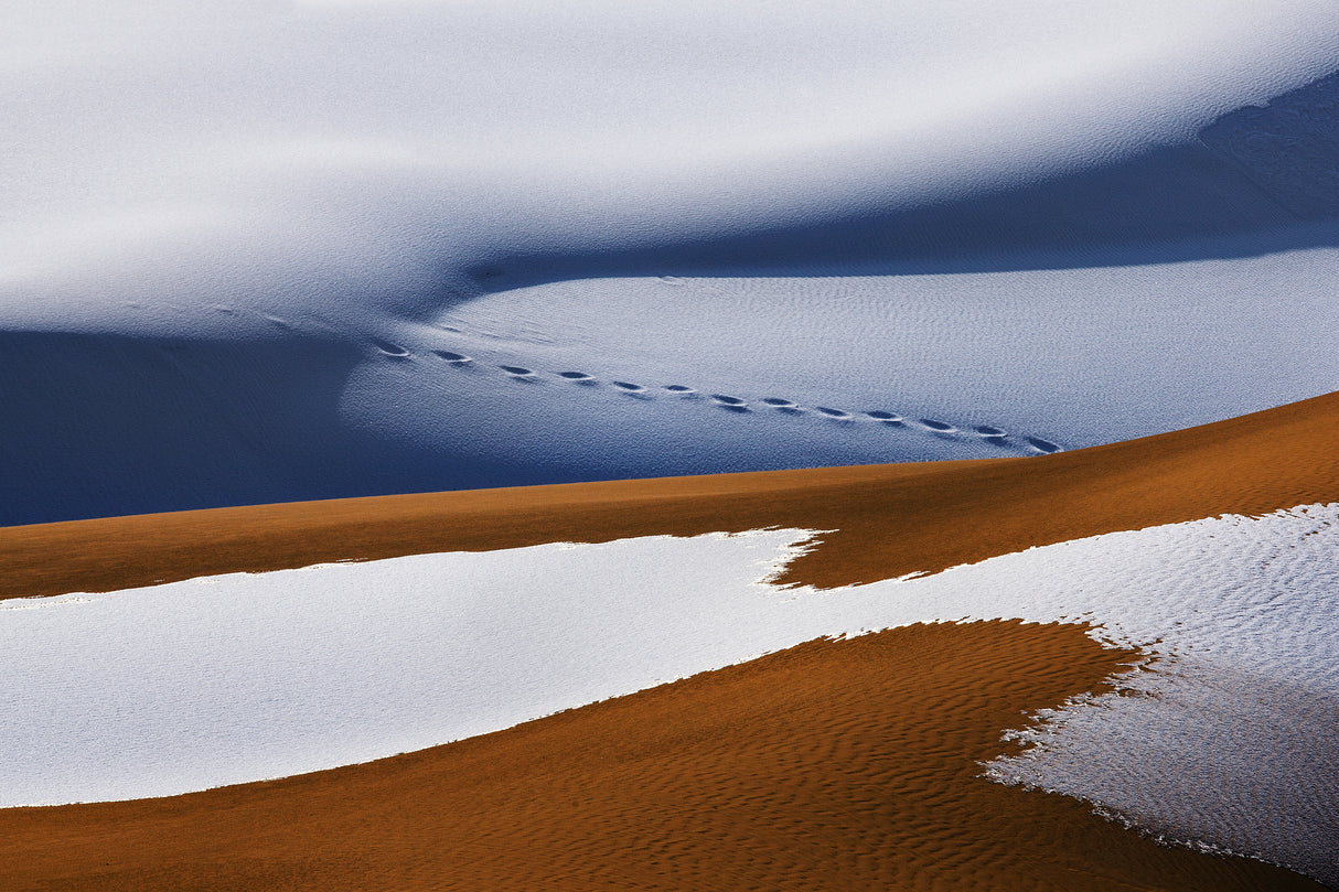 It's snowing in the desert Poster och Canvastavla