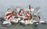 Pelicans in motion blur Poster och Canvastavla