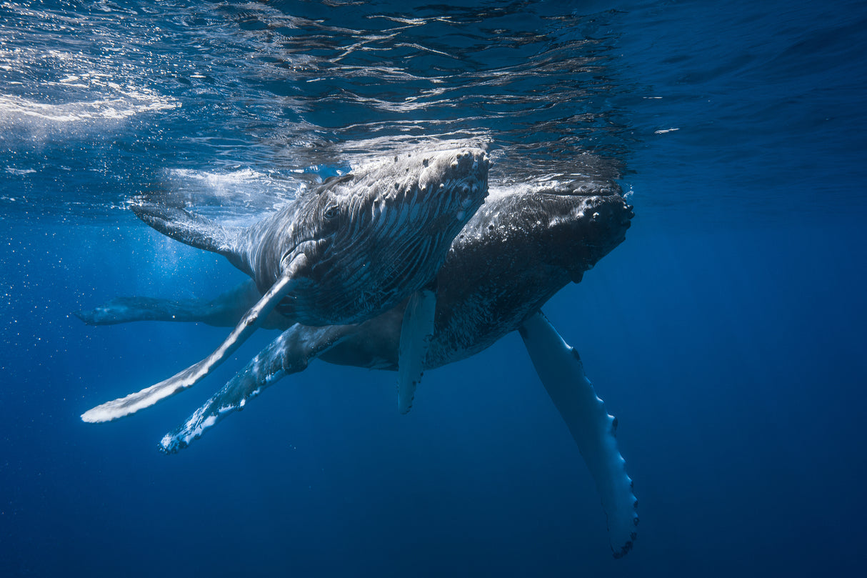 Humpback whale Poster och Canvastavla