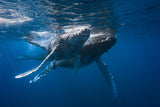 Humpback whale Poster och Canvastavla
