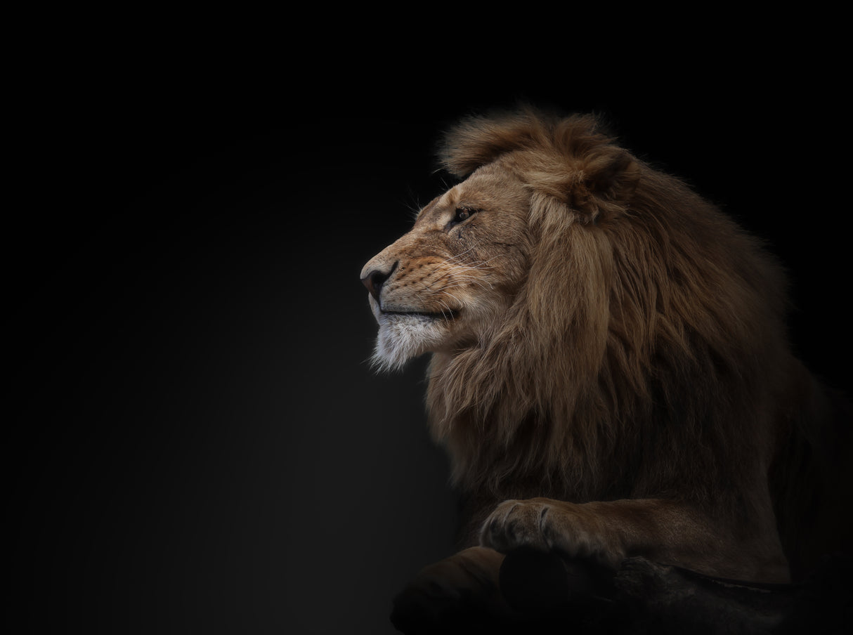 lion Poster och Canvastavla