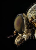 Rhagionidae profile view Poster och Canvastavla
