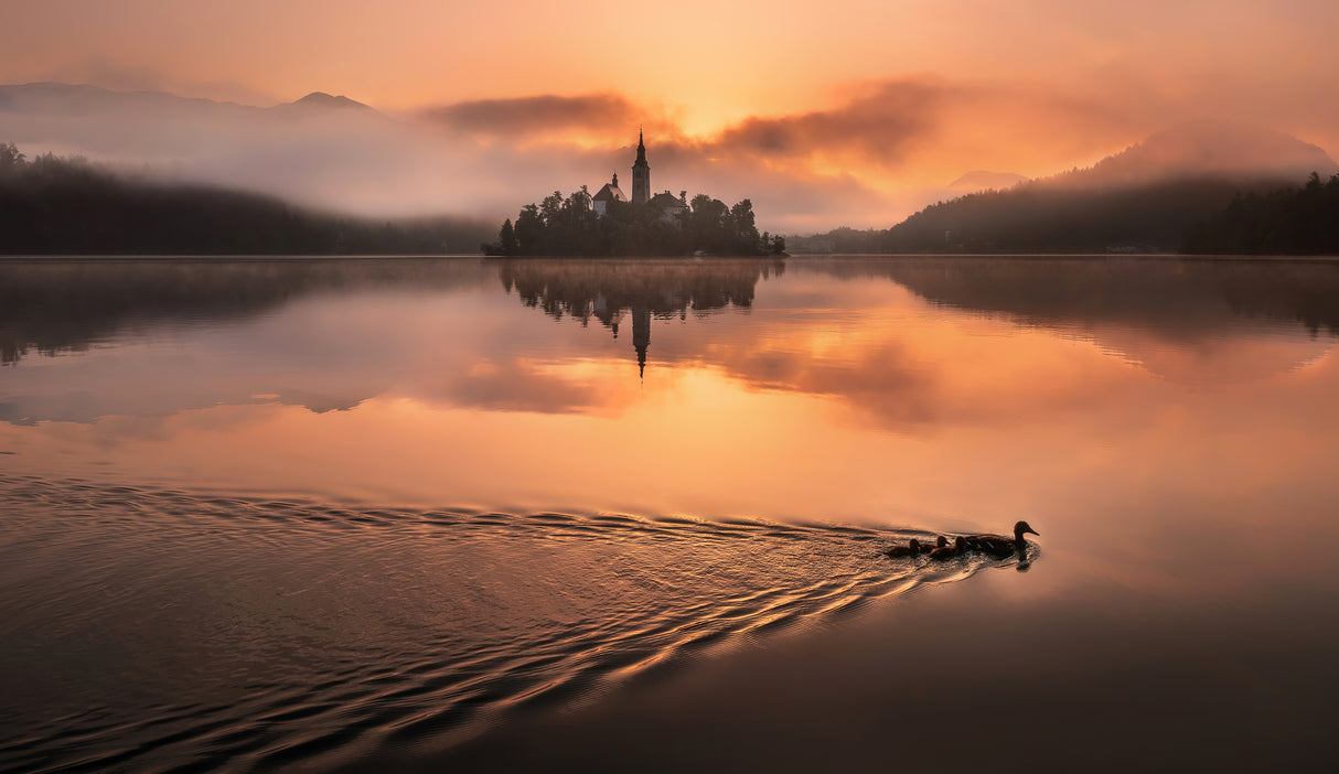 Duck family at Lake Bled Poster och Canvastavla
