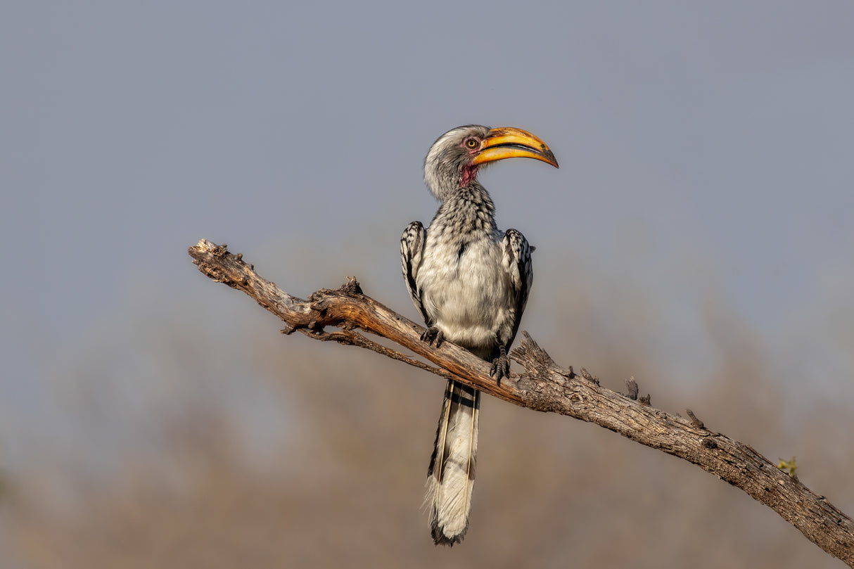 Southern Yellow-Billed Hornbill Poster och Canvastavla