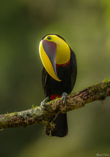 Chestnut Mandibled Toucan Poster och Canvastavla