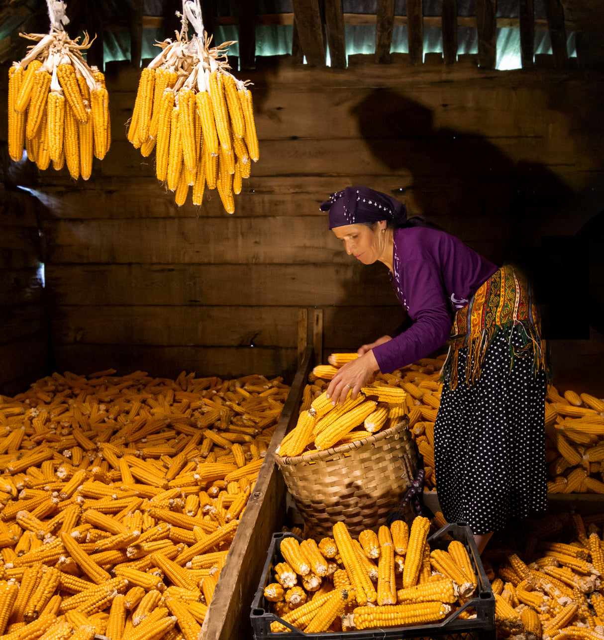 Mısır kurutma Poster och Canvastavla