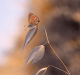 The lightness of the butterfly... Poster och Canvastavla