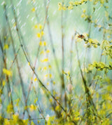 Graceful In Bud Poster och Canvastavla