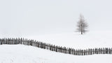 The larch behind the fence Poster och Canvastavla