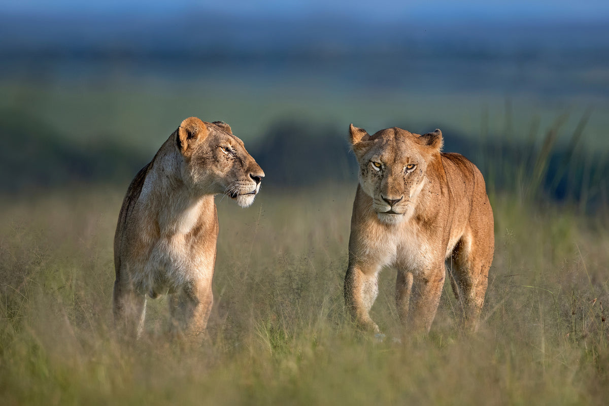 Sisters for ever Poster och Canvastavla