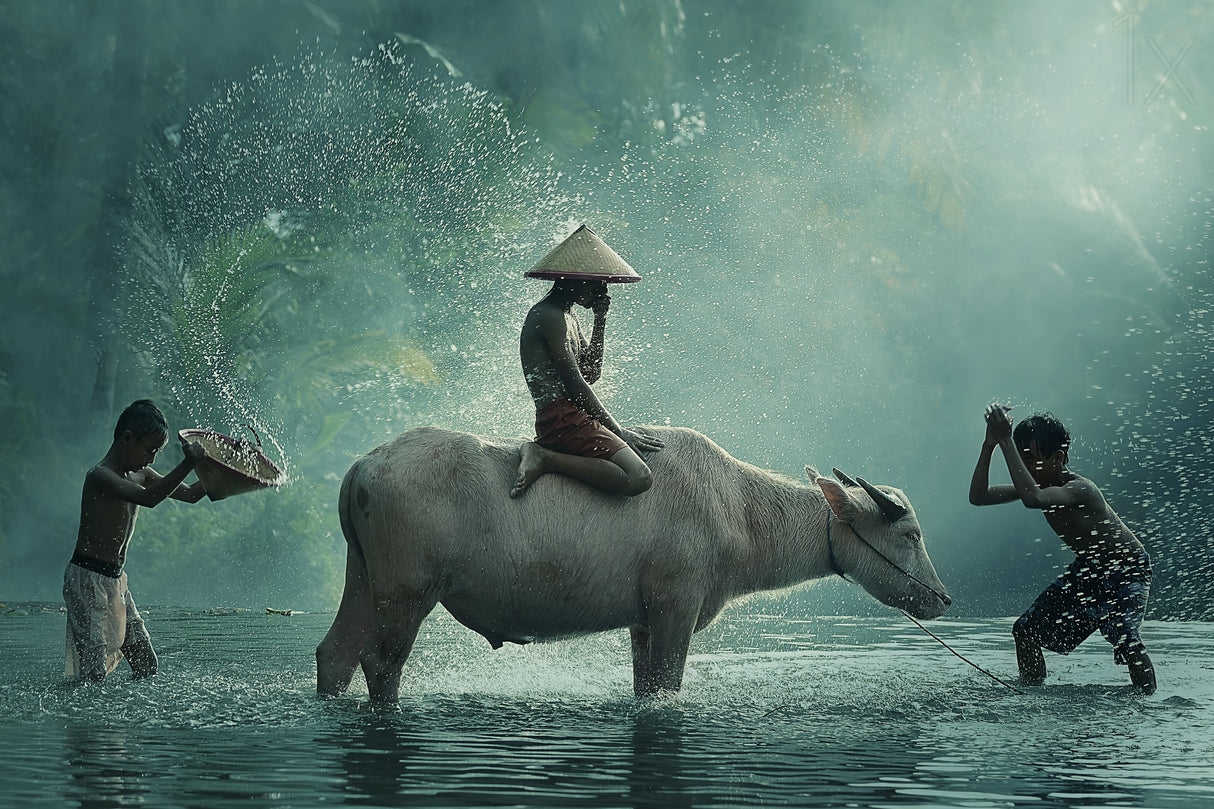 Water Buffalo Poster och Canvastavla