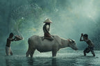 Water Buffalo Poster och Canvastavla