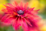 RUDBECKIA Poster och Canvastavla