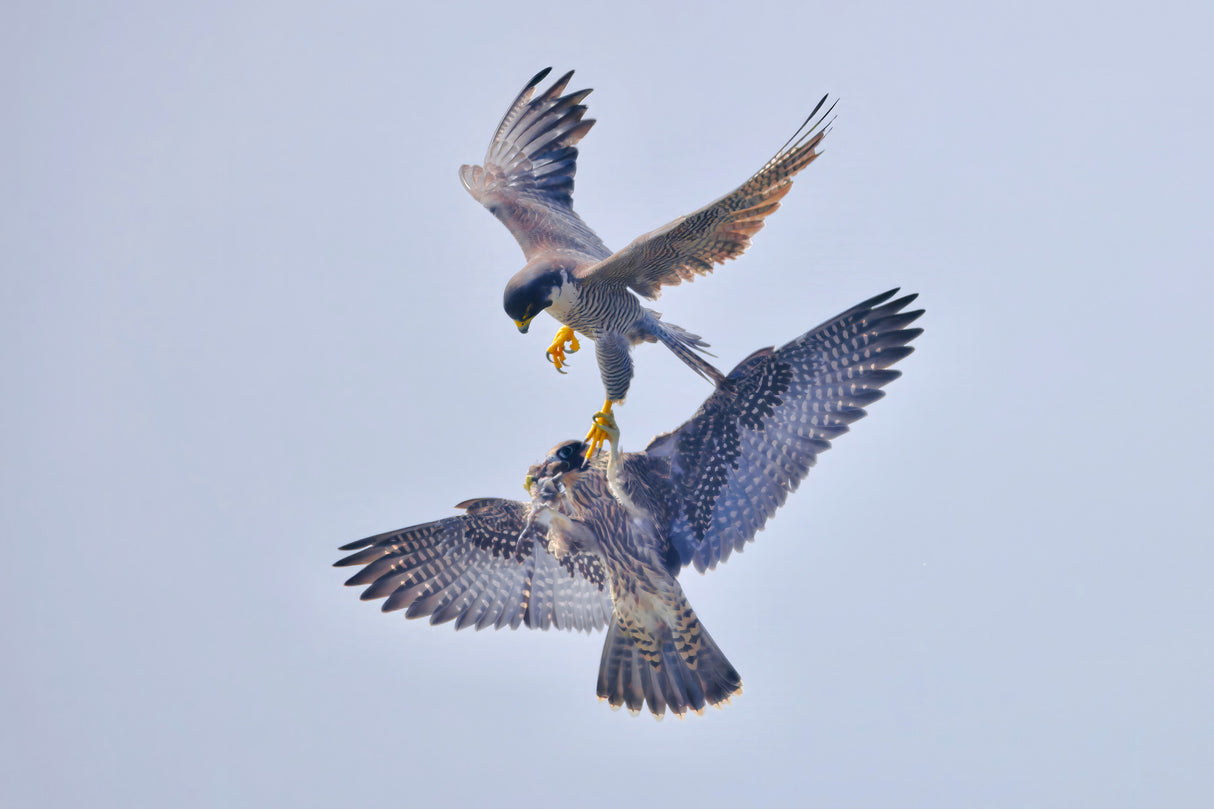 Peregrine Falcon Transfer Food Poster och Canvastavla