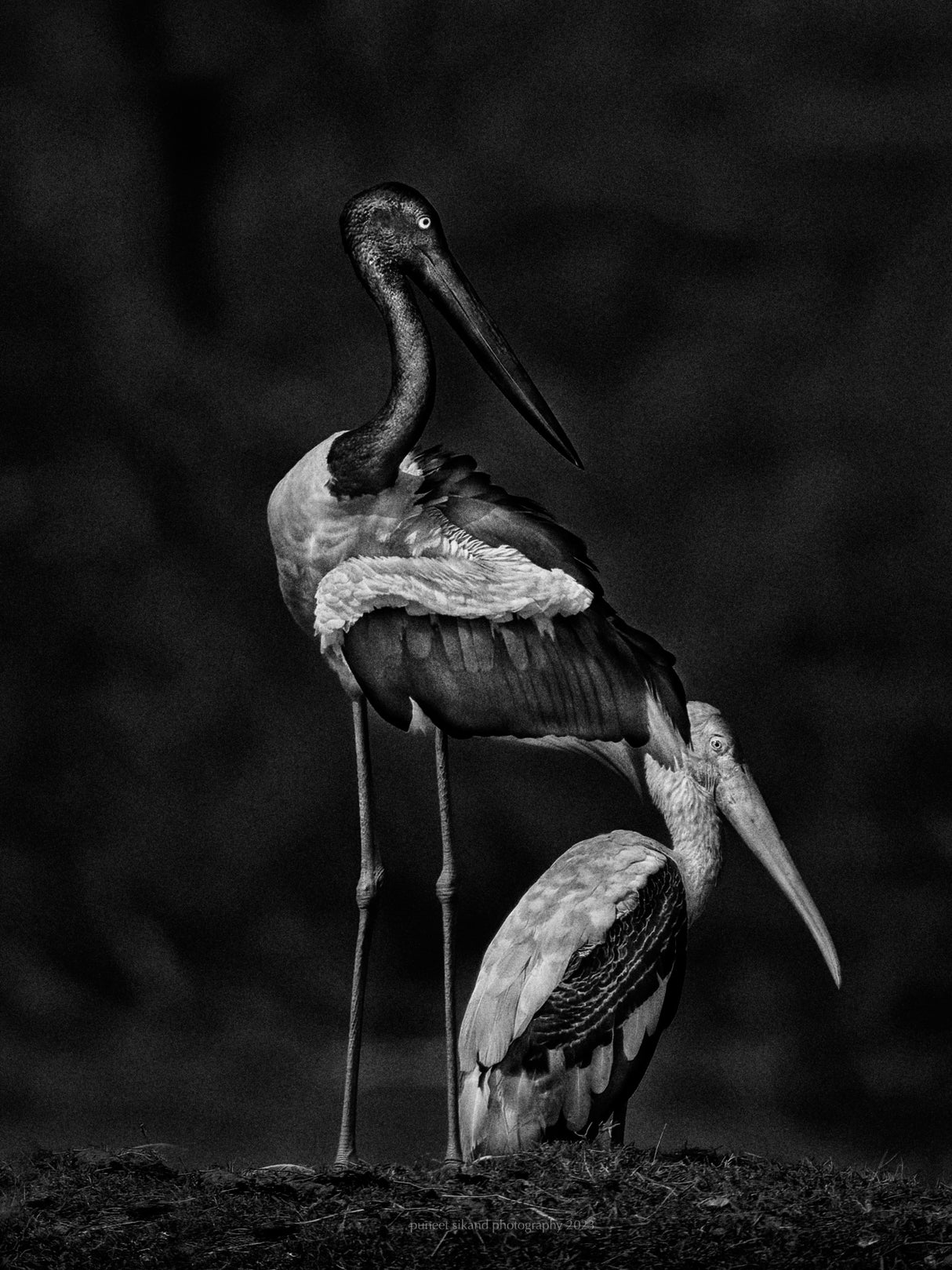 Stork Buddies Poster och Canvastavla