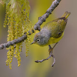 Nashville warbler Poster och Canvastavla