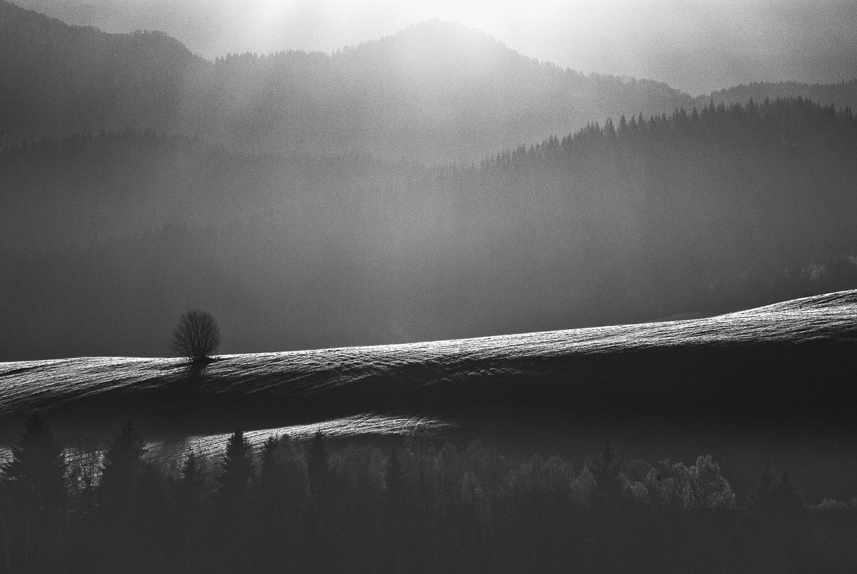 Lonely Tree Poster och Canvastavla