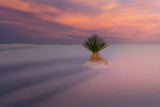 Longly Tree in EPIC Sunrise Poster och Canvastavla