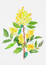 Oregon grape or Mahonia aquifolium botanical painting Poster och Canvastavla