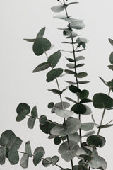 Eucalyptus Natural 07 Poster och Canvastavla