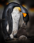 Feeding baby Poster och Canvastavla
