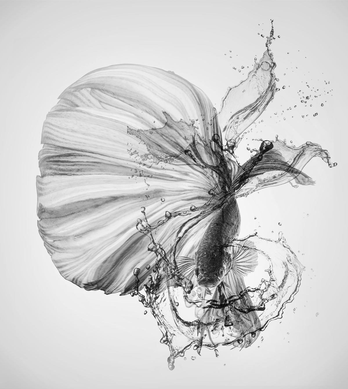 Betta Black and White Poster och Canvastavla