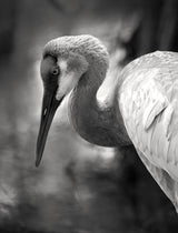 The Sandhill Crane on the pond Poster och Canvastavla
