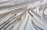 Harvesting kelp Poster och Canvastavla