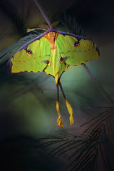 Moon Moth Poster och Canvastavla