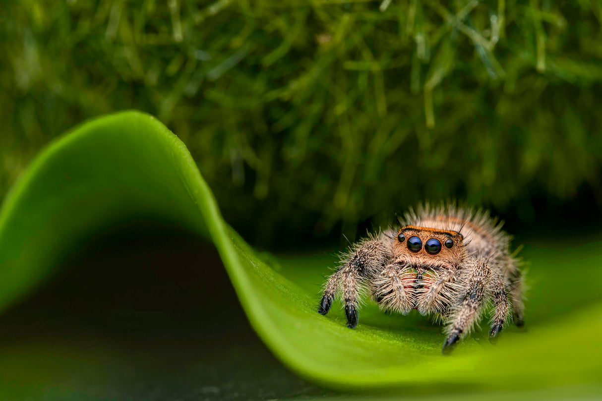 Spider 2 Poster och Canvastavla