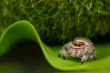 Spider 2 Poster och Canvastavla