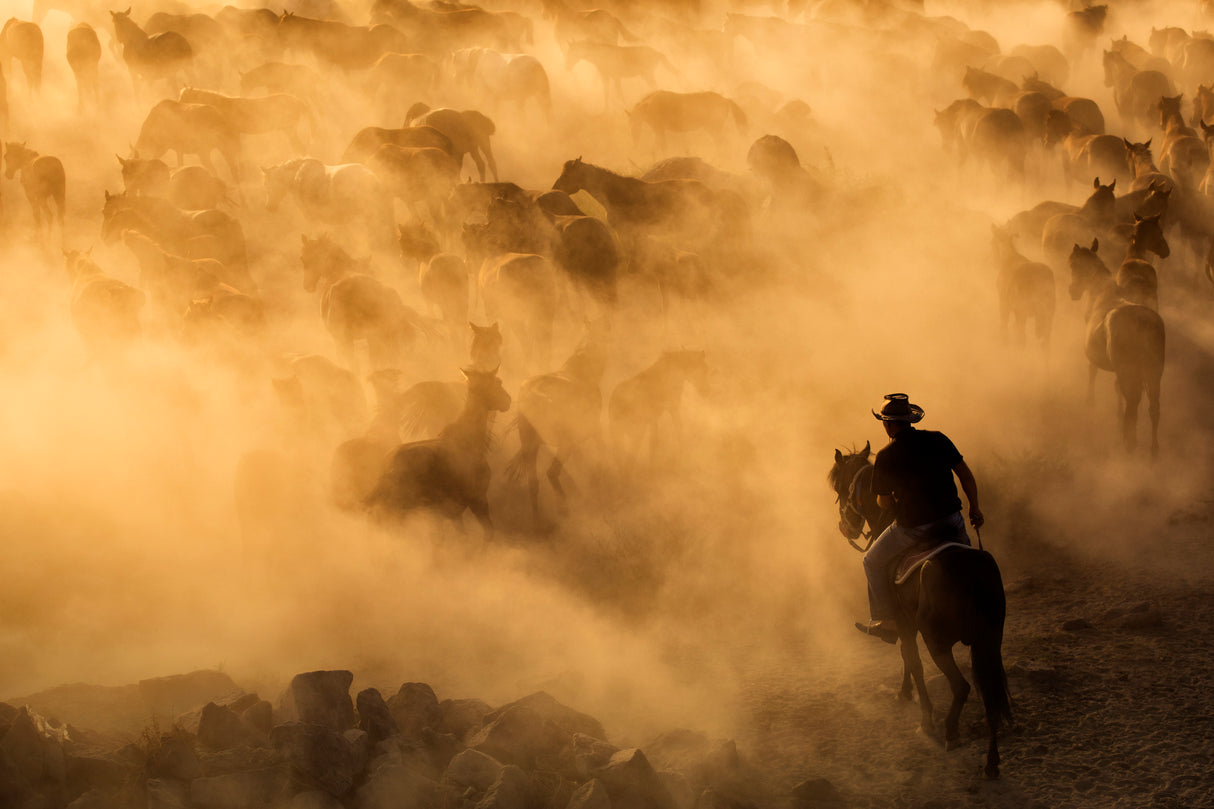 Cappadocia wild horses Poster och Canvastavla