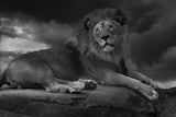 The Lion King Poster och Canvastavla