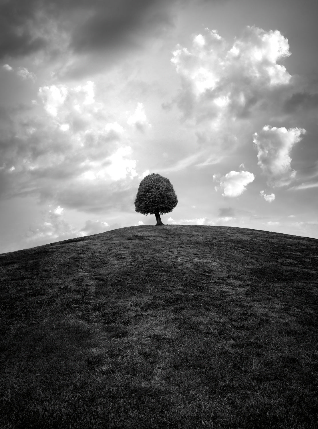 Lonely tree BW Poster och Canvastavla