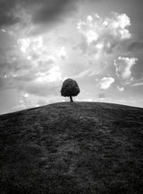 Lonely tree BW Poster och Canvastavla
