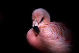 Flamingo in the Dark Poster och Canvastavla