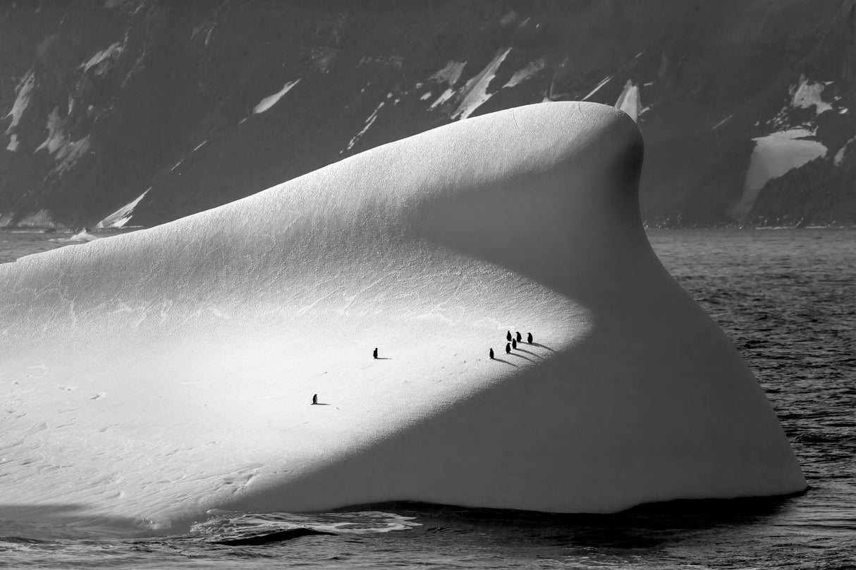 Penguin carrier Poster och Canvastavla