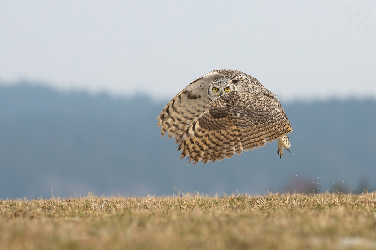 Great horned owl Poster och Canvastavla